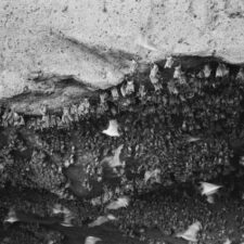 Bat colony in residential attic with safe exclusion methods and Georgia bat laws