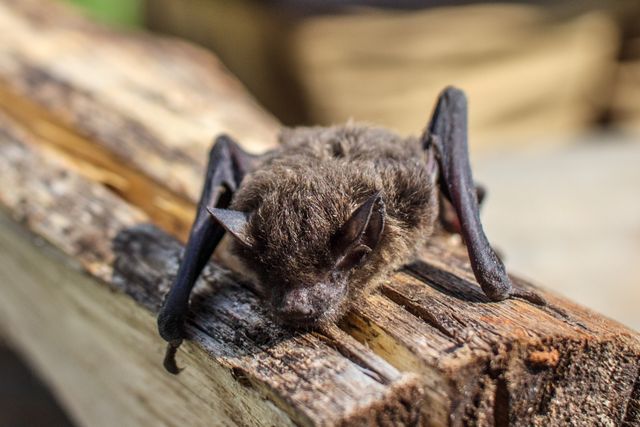 Humane bat removal from attic following legal and safety guidelines